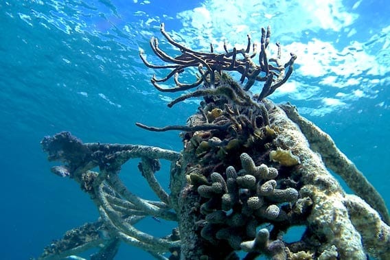 Une œuvre d’art devenue récif de corail