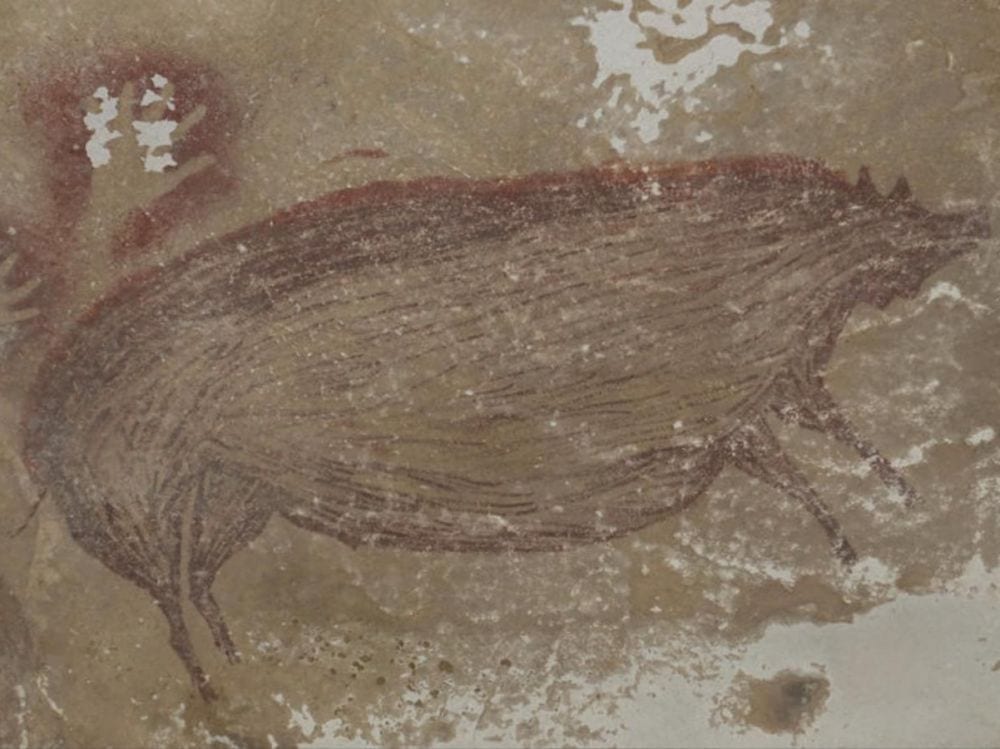 Une peinture de cochon vieille de 45 500 ans retrouvé sur les parois d’une grotte