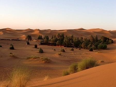 Des millions d’arbres découverts dans le Sahara grâce à l’IA