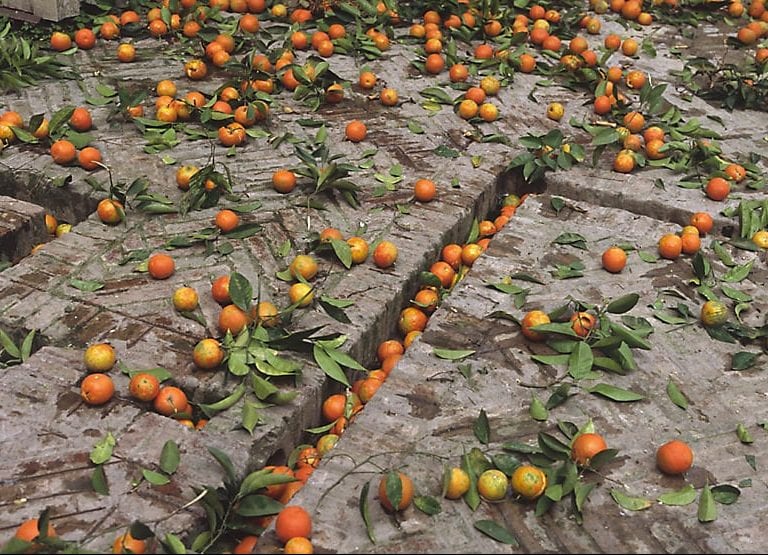 oranges Sévilles