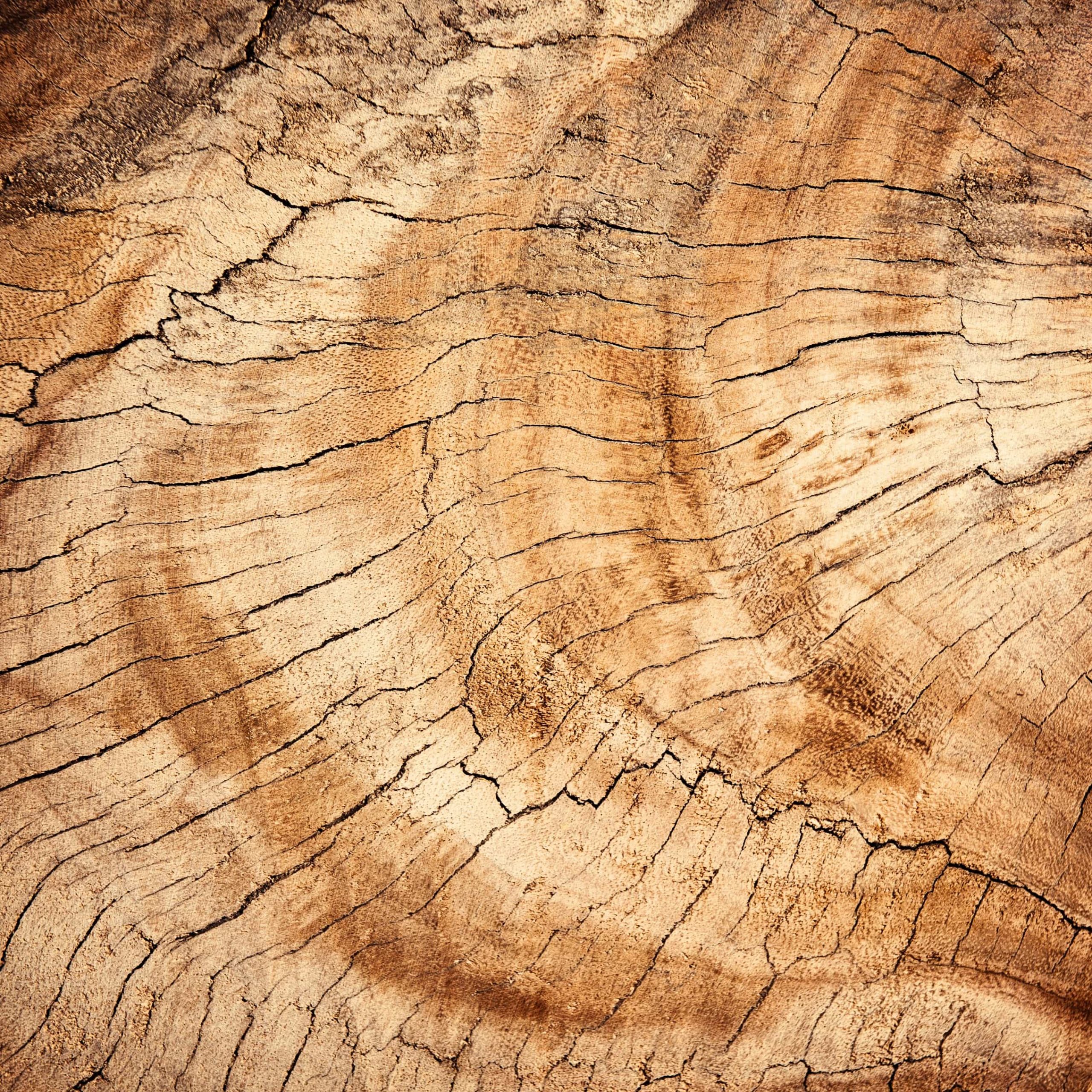 Le bois cultivé en laboratoire, future solution à la déforestation ?