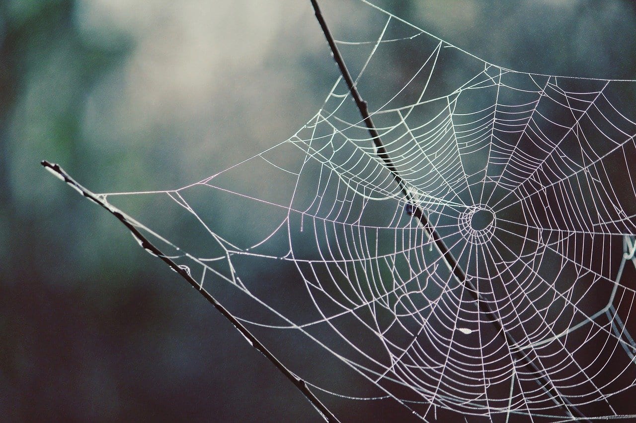 Le MIT traduit en musique les toiles d’araignées pour comprendre comment elles communiquent