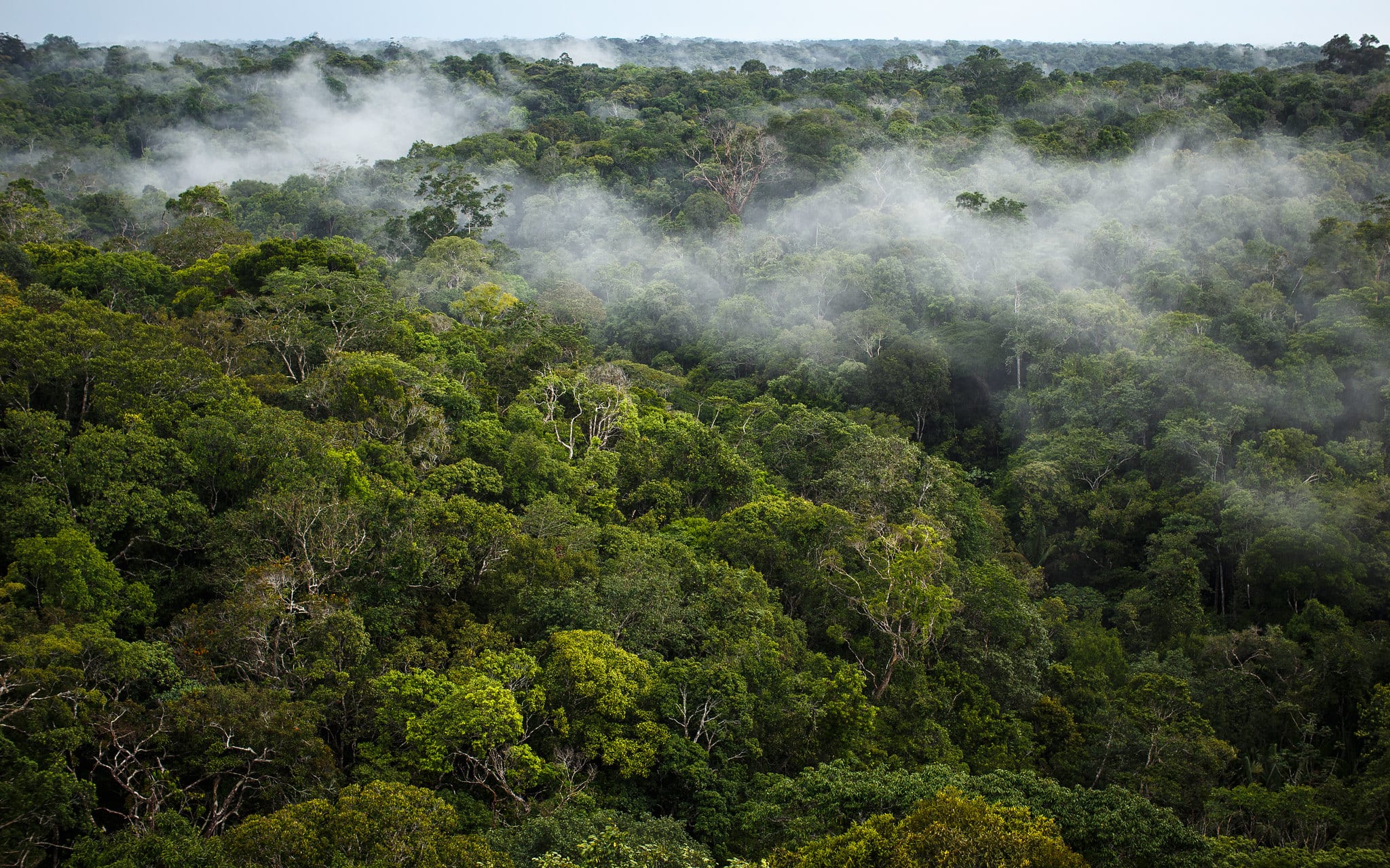 Reboisement des forêts : l’équivalent de la superficie de la France en 20 ans