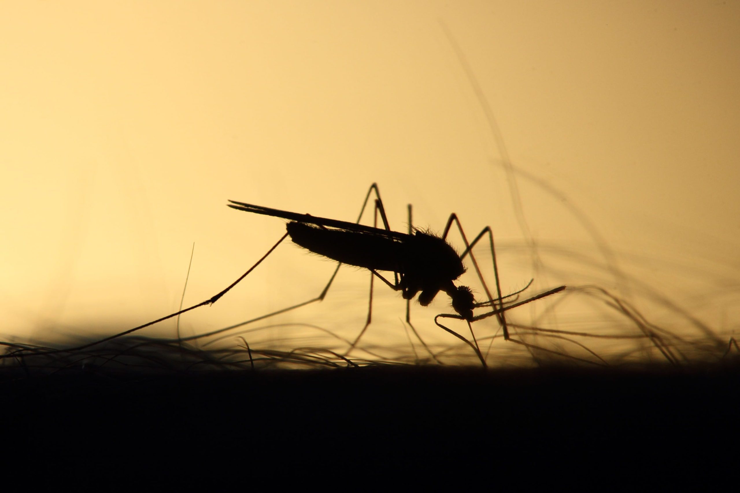 Zzapp Malaria s’attaque au problème du paludisme en Afrique