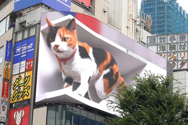 Découvrez le chat 3D de Tokyo
