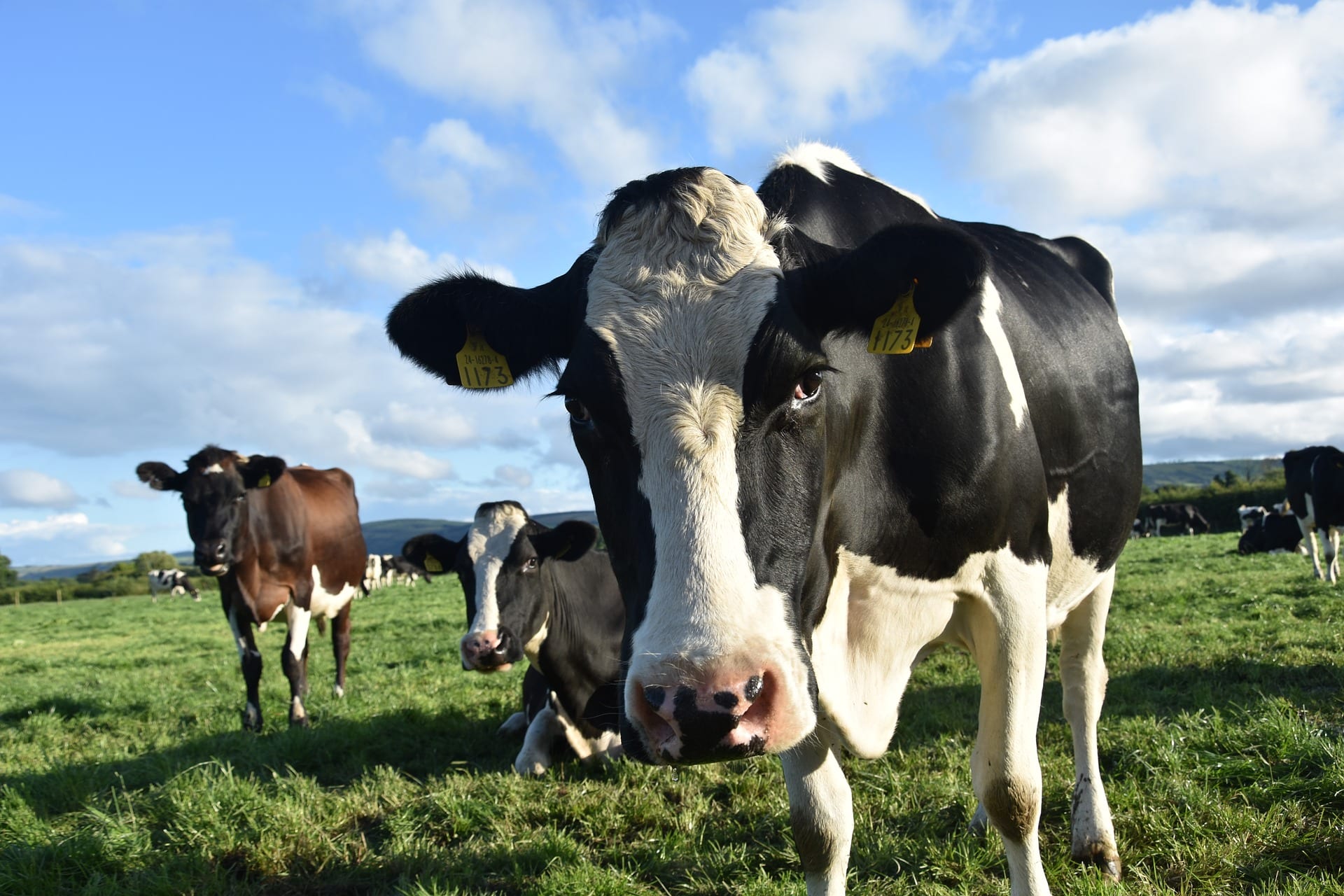 Les vaches pourraient sauver le monde du plastique
