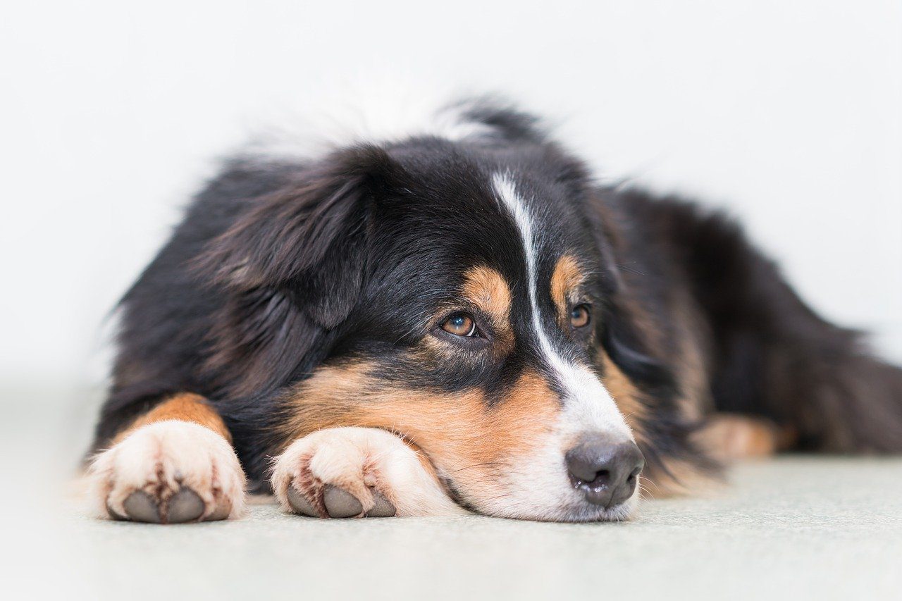 Embark Veterinary veut allonger l’espérance de vie de votre chien