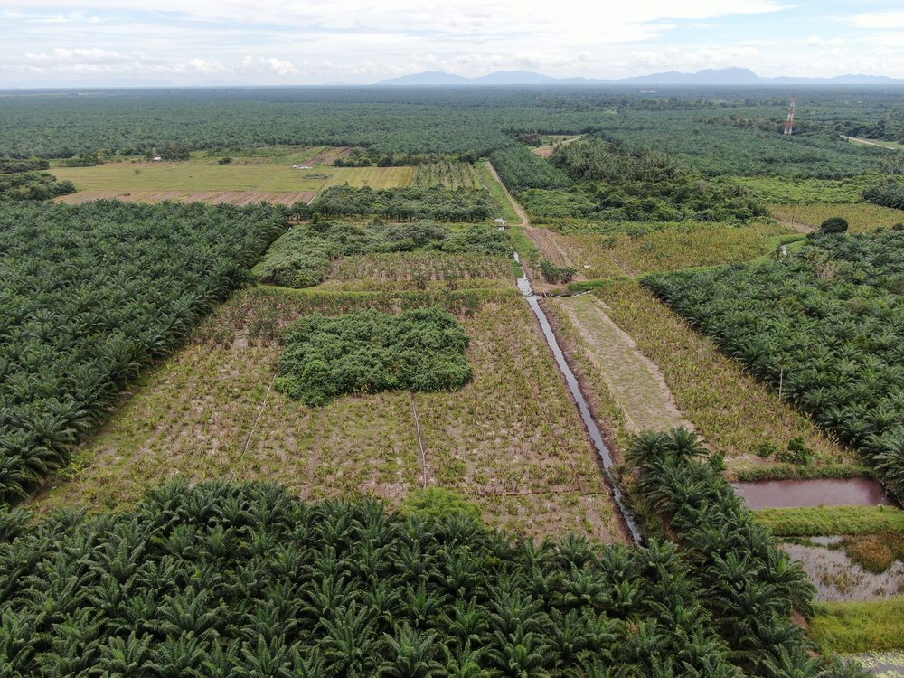 une forêt de palmier