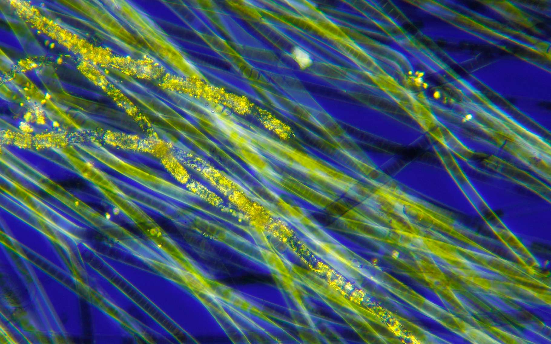 Image d'algues bleues