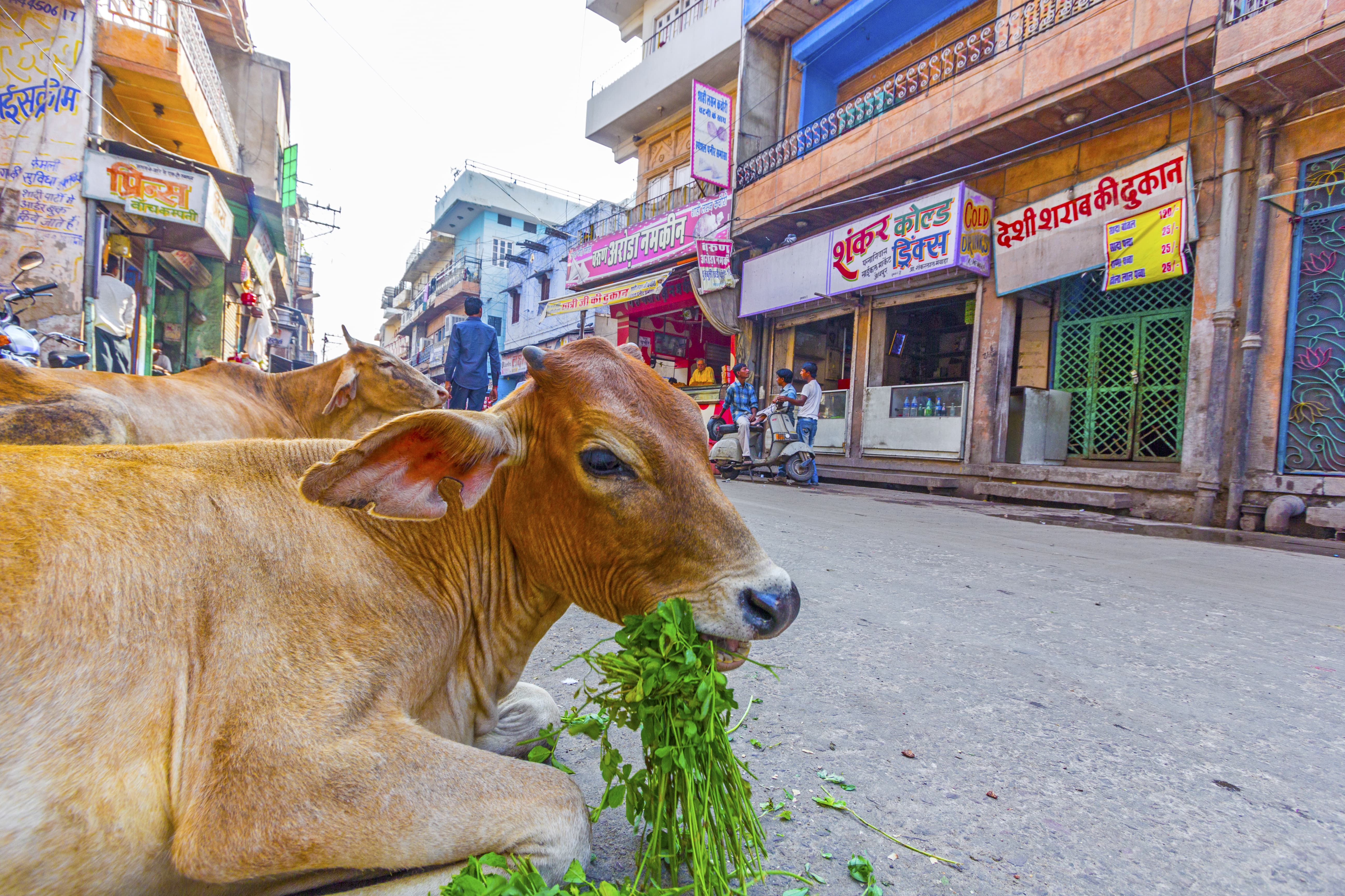Vache Rue en Inde