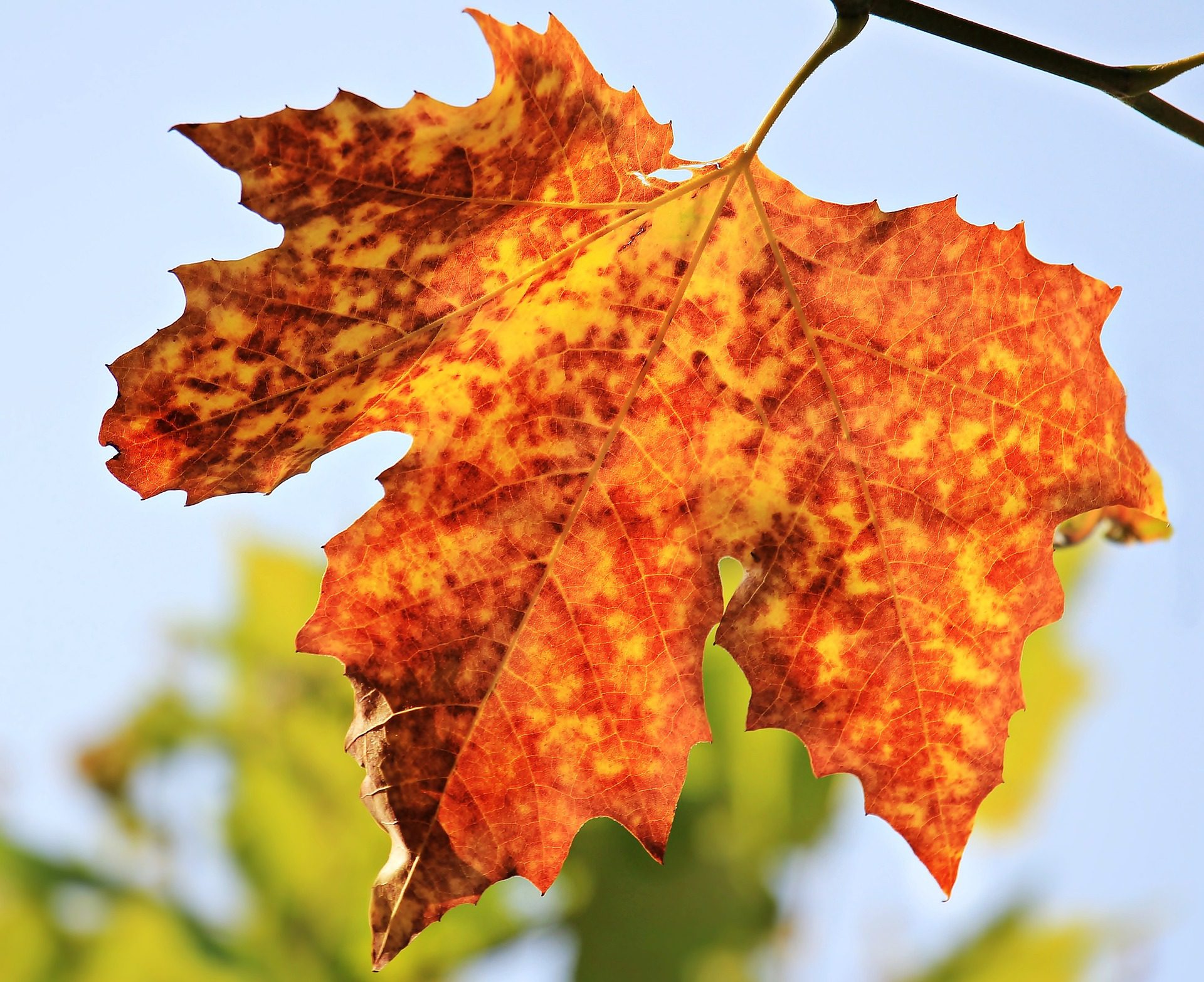 En 2021, pas moins de 500 tonnes de feuilles mortes ont été envoyées dans l’usine de méthanisation.