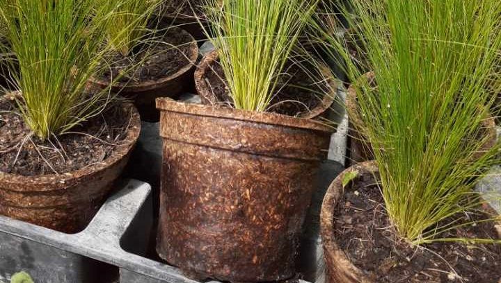 Une startup israélienne, Bioplasmar, en collaboration avec une filiale de Veolia, a mis au point des pots de fleurs biodégradables fabriqués à partir de compost.
