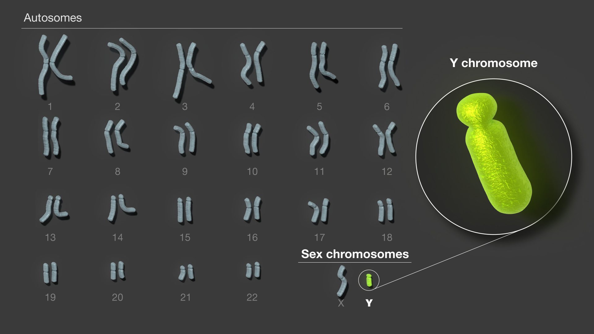 Le mystère du chromosome Y enfin résolu : une avancée majeure pour la génomique