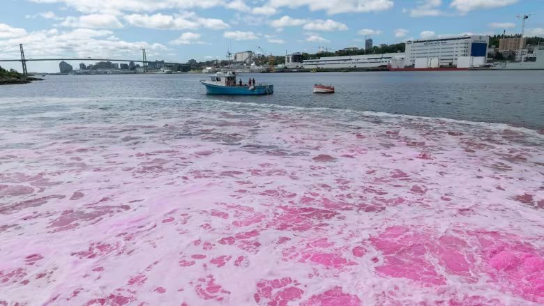 Le port d'Halifax teinté en rose pour lutter contre le changement climatique